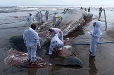 Third Massive Whale in a Month Beaches Itself, Dies in Bali