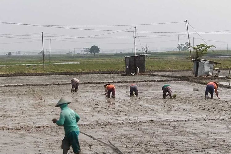 Para petani yang sedang menanam padi organik di sawah Desa Sidorejo, Kecamatan Kedungtuban, Kabupaten Blora, Jawa Tengah, Minggu (6/11/2022)