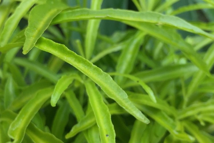 Ilustrasi tanaman Zodia (Evadia suaveolens), yang merupakan salah satu tanaman pengusir nyamuk.