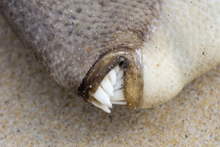 Foto tampak dekat dari seekor ikan tiggerfish yang mati 