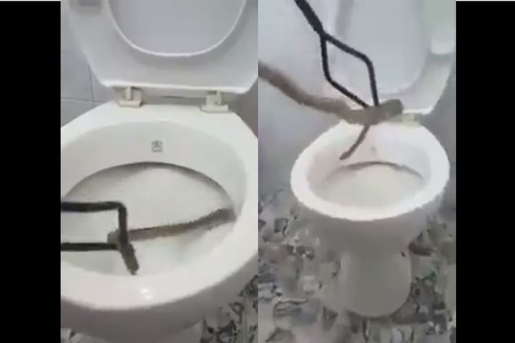 Ular yang ditarik keluar dari jamban toilet