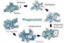 Bagaimana Amoeba Memperoleh Makanannya?