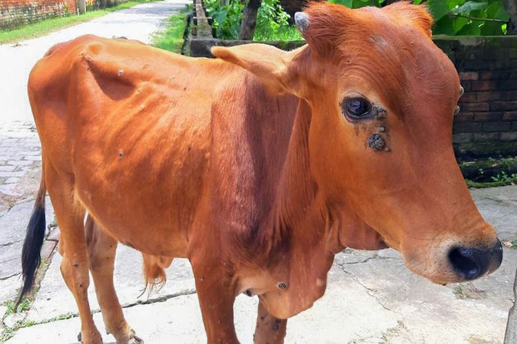 Sapi yang mengidap penyakit kulit kini menyebar dan sulit diatasi di Indonesia. Australia bermaksud mengimpornya untuk pengembangan vaksin.