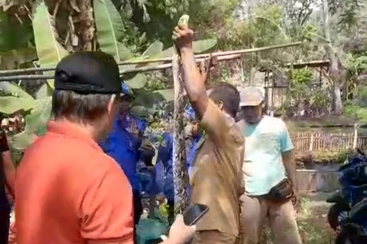 Warga Gagal Tangkap Piton 3,5 Meter di Pasuruan, Damkar Turun Tangan