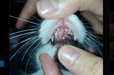 Ramai soal Gigi Kucing Dipasang Behel, Ini Kata Dokter Hewan