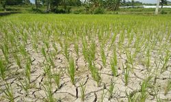 Kekeringan Mulai Melanda, Mentan Ajak Petani Percepat Proses Tanam