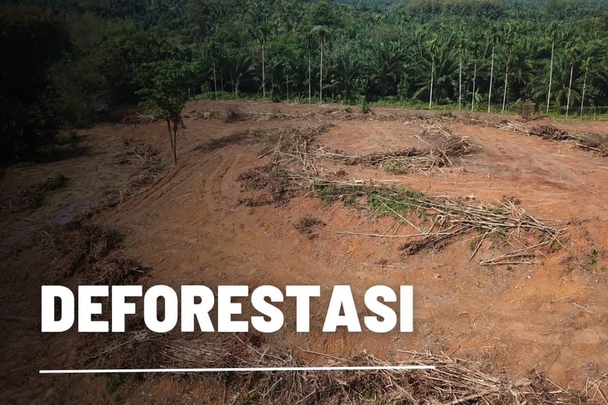 Pengertian Deforestasi, Penyebab, Dan Contohnya