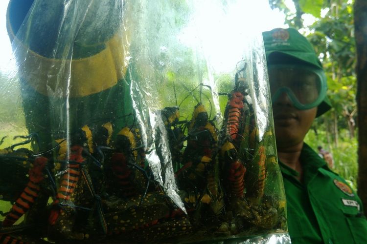 Petugas menunjukkan belalang setan yang bisa mengeluarkan busa penyebabkan gatal-gatal. Petugas membasmi secara mekanis di ladang wilayah Desa Karang Rejek, Wonosari, Gunungkidul, Yogyakarta.