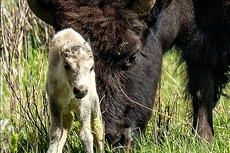 Unik, Bayi Bison Warna Putih Lahir di Taman Nasional Yellowstone