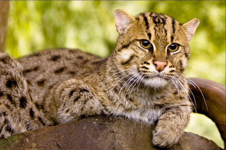 Prionailurus viverrinus atau fishing cat adalah jenis kucing yang pandai berenang juga menyelam.