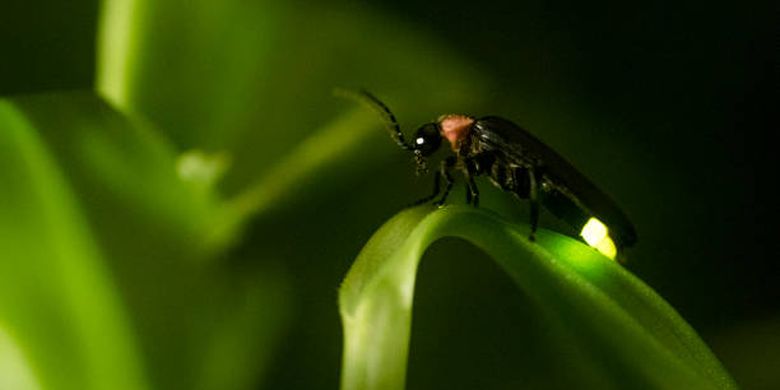 Ilustrasi mengapa tubuh kunang-kunang bisa menyala?