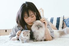 4 Mitos Pelihara Kucing Bikin Susah Hamil, Keguguran, hingga Menstruasi Tak Lancar