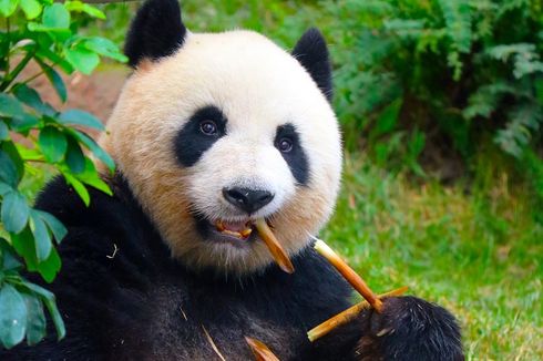 Panda yang Dipinjam Thailand dari China Mati karena Pembekuan Darah