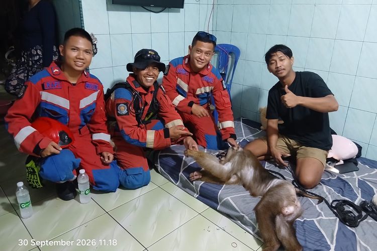 Beruk Peliharaan Warga Lepas dari Kandang, Damkar Jakut Dikerahkan untuk Evakuasi