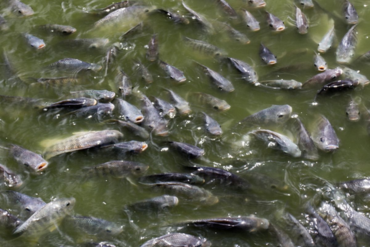 Ilustrasi ikan nila, budidaya ikan nila. 