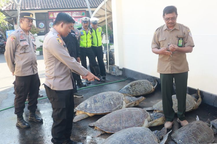 Polisi menggagalkan penyelundupan belasan ekor penyu hidup di Kabupaten Jembrana, Provinsi Bali, Selasa (16/5/2023). 