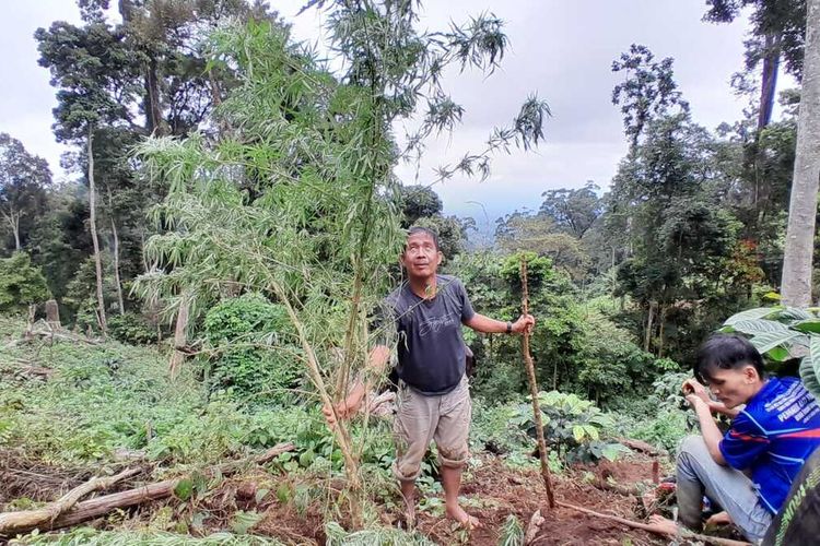 Ladang ganja seluas 1 hektare yang ditemukan di Desa Terusan Baru, Kecamatan Tebing Tinggi, Kabupaten Empat Lawang, Sumatera Selatan.