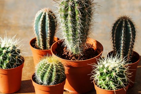 Tak Hanya Cantik, Ini 5 Manfaat Lain dari Kaktus