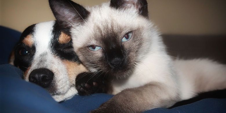 8 Ras Anjing yang Akur dengan Kucing, Pudel hingga Pomeranian - Vimarsana News