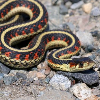 Ilustrasi ular garter (Thamnophis sirtalis). Ular ini dapat menjalin pertemanan atau geng