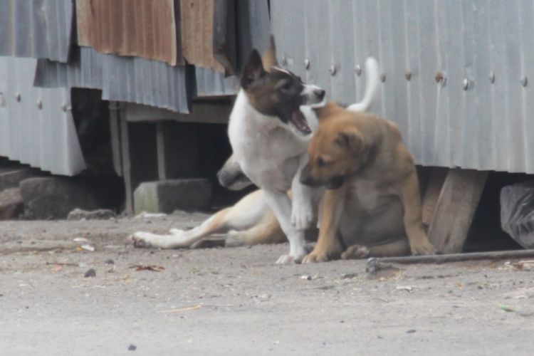 Iniah anjing liar di Pasar Karang Lelede, Kota Mataram, sejuah ini belum ada kasus rabies ditemukan di Mataram