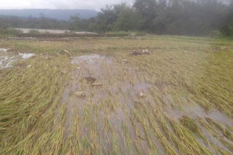 Sawah rusak dihantam banjir di Kabupaten Seluma, Bengkulu