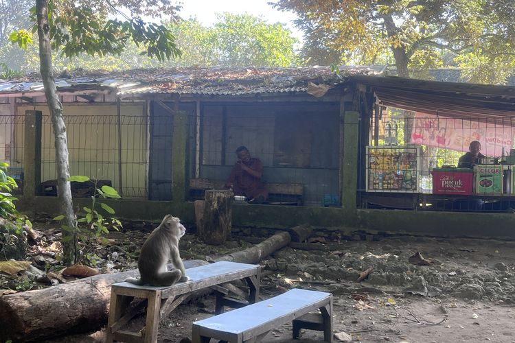 Cagar Alam Pangandaran Jadi Ruang Wisata Bebas: Monyet Makin Agresif, Rusa Makan Plastik