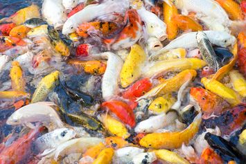 Fungsi Kolam Pemberokan dalam Budi Daya Ikan