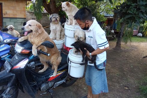 Kisah Lelut, Pria yang Bonceng 6 Anjing dengan Motor Bebek Sambil Bekerja, Videonya Viral