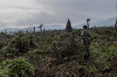 China Tanam Pohon di Dalam Negeri, tapi Tebang Pohon di Luar Negeri