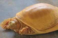 Heboh Penemuan Kura-kura Emas Diyakini sebagai Jelmaan Dewa