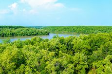 60.000 Hektare Lahan Mangrove Sulawesi Selatan Berpotensi Masuk Perdagangan Karbon Dunia