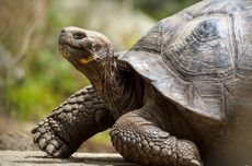 Kura-kura Peliharaan di AS Kabur dari Klinik Dokter Hewan untuk Ketiga Kalinya