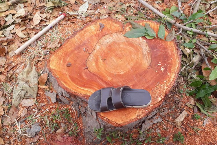 Sisa penebangan pohon di Kelurahan Bulotadaa Kota Gorontalo, Pohon-pohon peneduh di Kota Gorontalo banyak yang ditebang untuk pembangunan infrastruktur dan faktor lainnya.