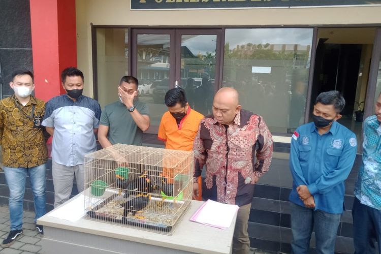 Satreskrim Polrestabes Palembang menangkap Ross Sugesta (27) yang menjual burung beo lewat media sosial (Medsos). Dari penangkapan itu, polisi mendapatkan barang bukti sebnayak enam ekor burung beo Nias, Sabtu (18/6/2022).