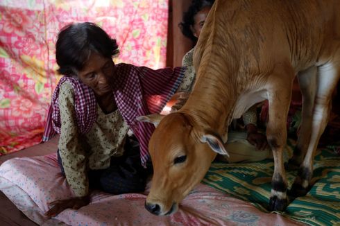 Seorang Nenek Menikah dengan Sapi, Percaya Hewan Itu Reinkarnasi Mendiang Suaminya