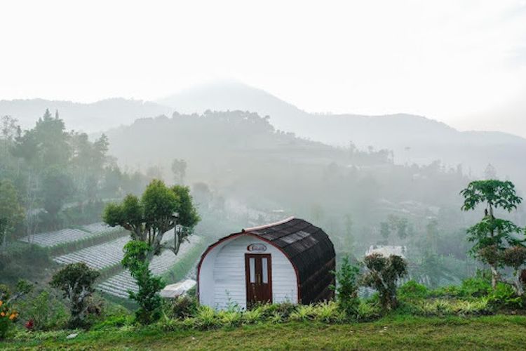 Pine forest Camp, Lembang, Jawa Barat 