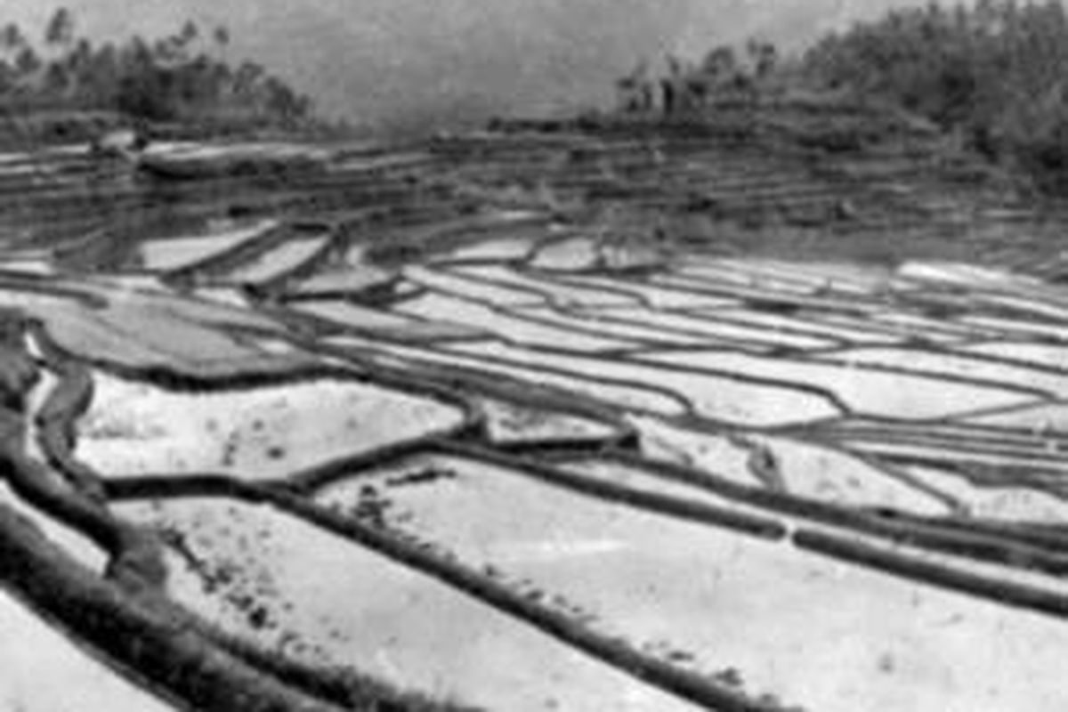 Petak-petak sawah di Bali yang diairi dengan sistem pengairan subak