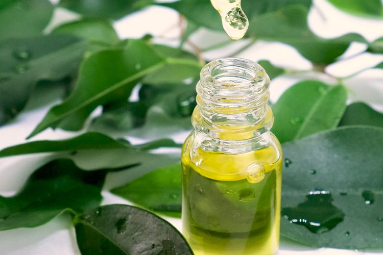 Tea tree oil bisa digunakan membasmi kutu busuk.