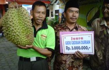 2.800 Petani Durian Candimulyo Magelang Terjerat Praktik Ijon