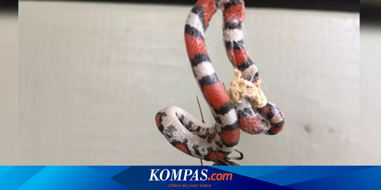 Berukuran Jauh Lebih Kecil, Laba-laba Berbisa Sering Memangsa Ular - Vimarsana News