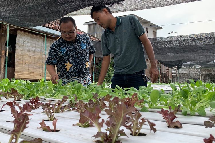 Di Jantung Surabaya, Mehdy Buktikan Sayur Bisa Tumbuh Tanpa Tanah Lewat Ekosistem Urban Farming