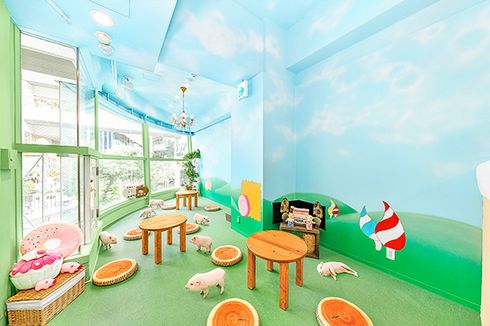 Kafe Micro Pig Pertama di Jepang, Pengunjung Bisa Berinteraksi dengan Babi Mini