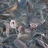 Limbah Tulang Ikan Lele Diteliti Tim ITB Jadi Alternatif Sumber Kalsium