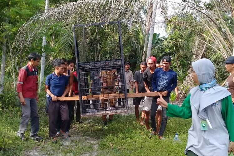 Petugas BBKSDA Riau dengan dibantu warga  memasang perangkap untuk menangkap beruang madu yang masuk ke permukiman warga di Jalan Abdul Rab Khan, Kelurahan Bukit Timah, Kecamatan Dumai Selatan, Kota Dumai, Riau, Rabu (22/1/2020).