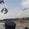 Prabowo Kirim 1.000 Burung Hantu, Ratusan Sudah Dilepas di Majalengka