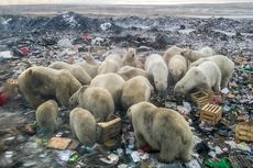 Populasi Beruang Kutub Terancam Sampah Sisa Makanan Manusia, Ini Penyebabnya 