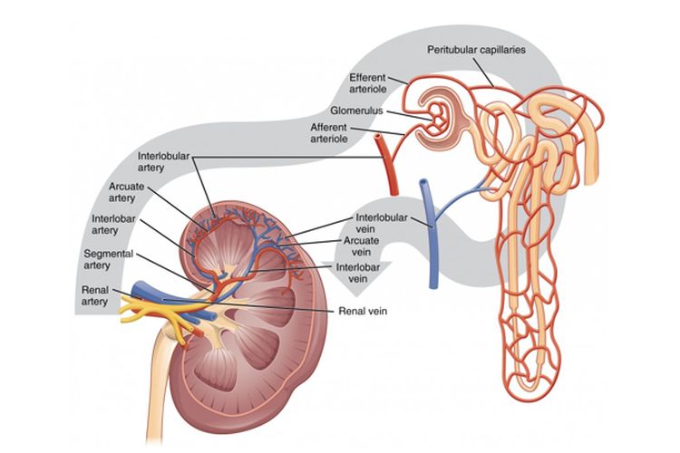 Ginjal yang berfungsi menyaring darah