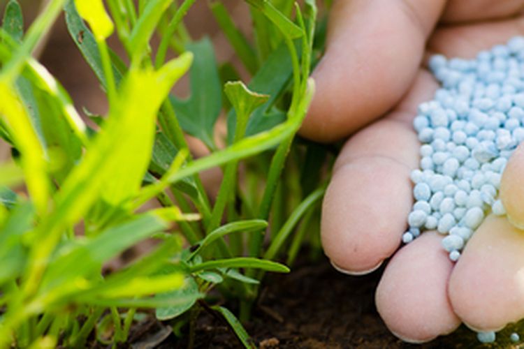 Ilustrasi pemupukan tanaman sayuran daun