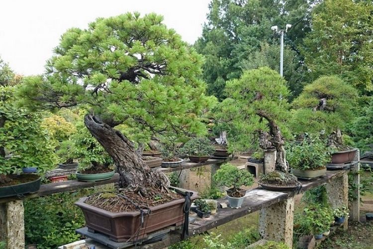 Pohon bonsai koleksi Fuyumi dan Sheiji Iimura.